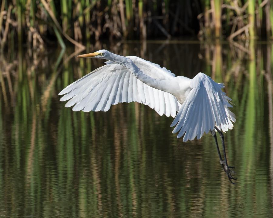 Great Egret in Flight | Shutterbug